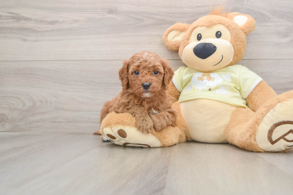 Hypoallergenic Mini Goldiepoo Poodle Mix Puppy