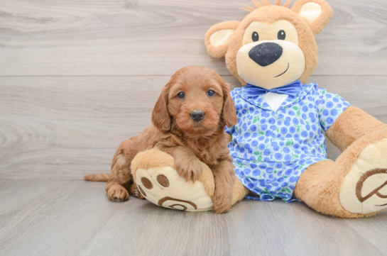 Mini Goldendoodle Pup Being Cute