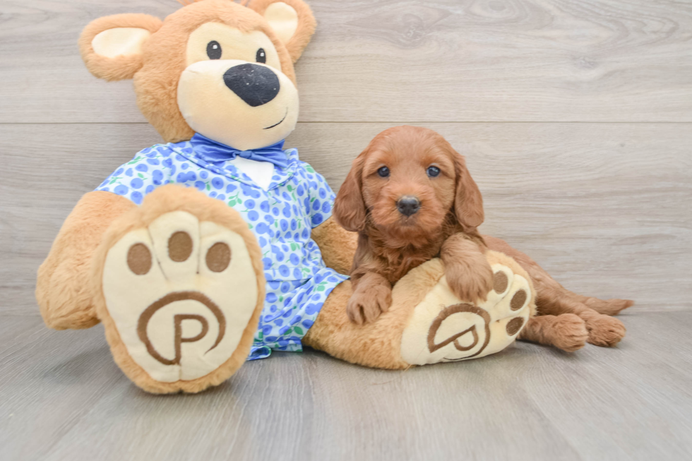 Best Mini Goldendoodle Baby