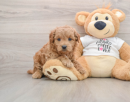 6 week old Mini Goldendoodle Puppy For Sale - Simply Southern Pups