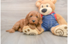 Playful Mini Groodle Poodle Mix Puppy