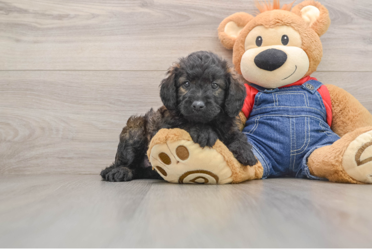 Best Mini Goldendoodle Baby
