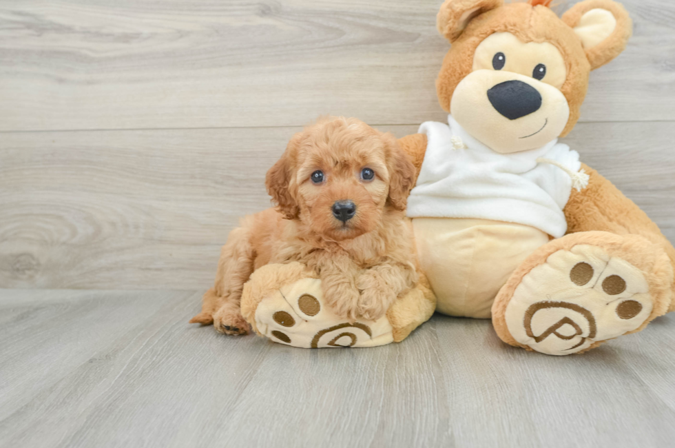 6 week old Mini Goldendoodle Puppy For Sale - Simply Southern Pups