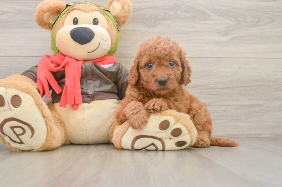 6 week old Mini Goldendoodle Puppy For Sale - Simply Southern Pups