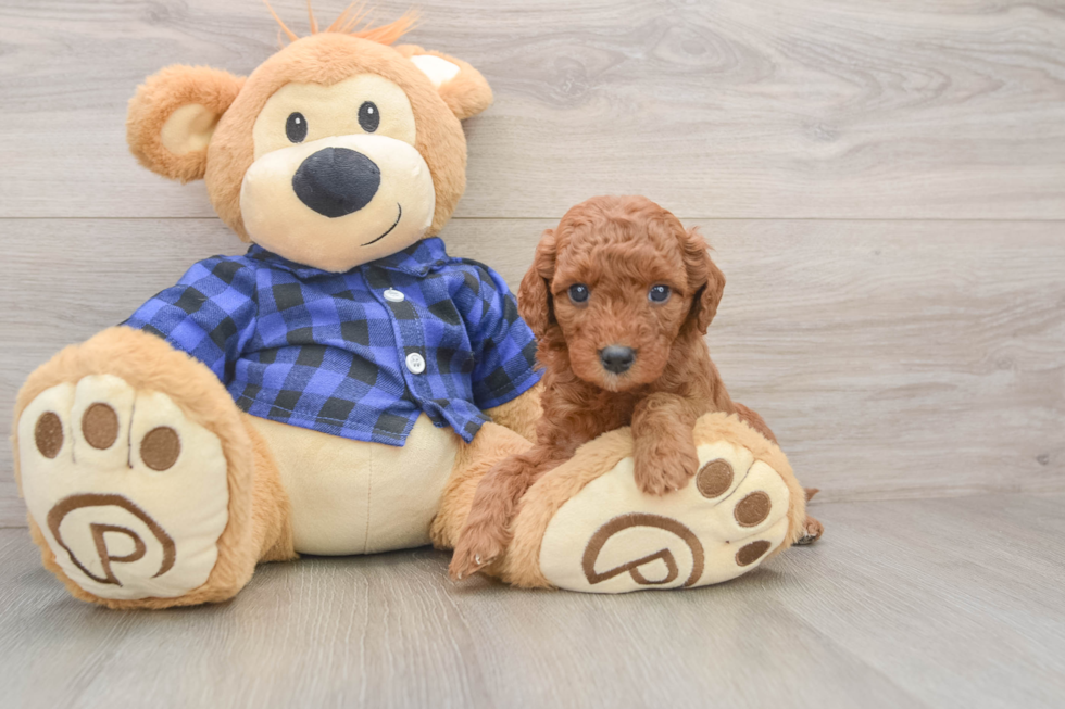 Adorable Golden Retriever Poodle Mix Poodle Mix Puppy