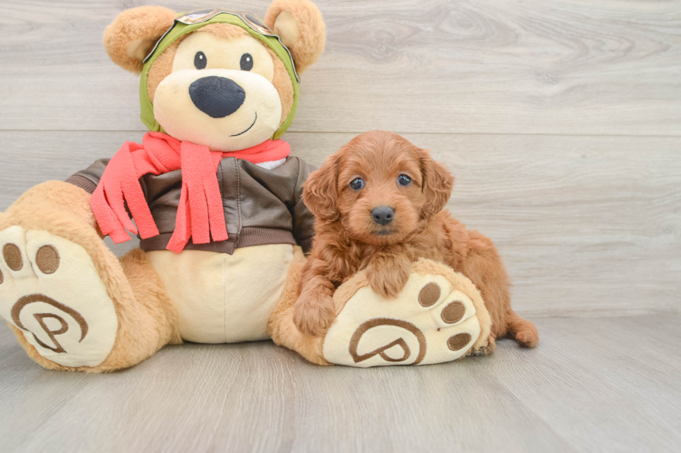 Mini Goldendoodle Puppy for Adoption