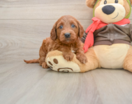 7 week old Mini Goldendoodle Puppy For Sale - Simply Southern Pups