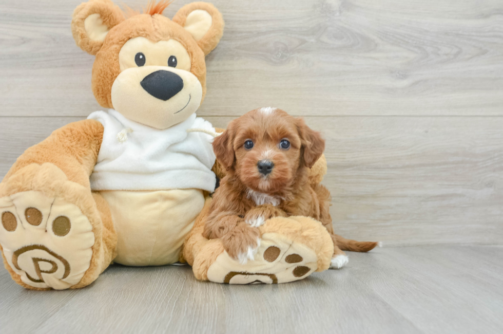 7 week old Mini Goldendoodle Puppy For Sale - Simply Southern Pups