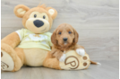 Mini Goldendoodle Puppy for Adoption