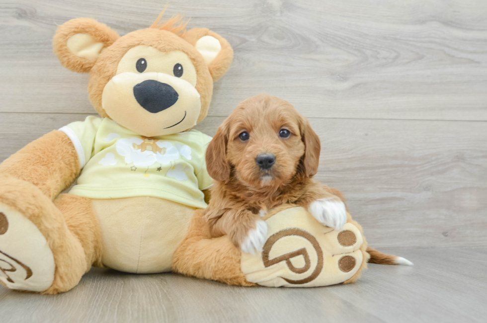 6 week old Mini Goldendoodle Puppy For Sale - Simply Southern Pups