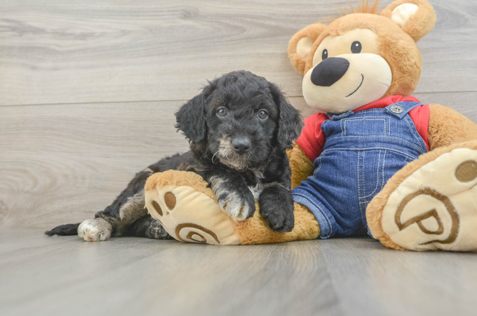6 week old Mini Goldendoodle Puppy For Sale - Simply Southern Pups