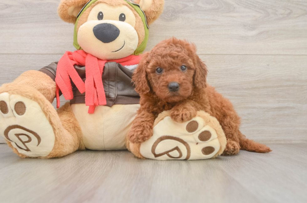 6 week old Mini Goldendoodle Puppy For Sale - Simply Southern Pups