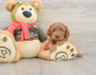 7 week old Mini Goldendoodle Puppy For Sale - Simply Southern Pups