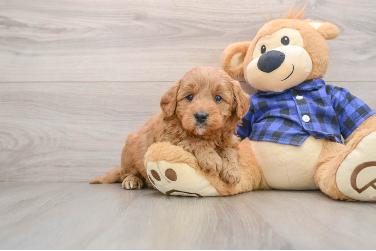 Funny Mini Goldendoodle Poodle Mix Pup
