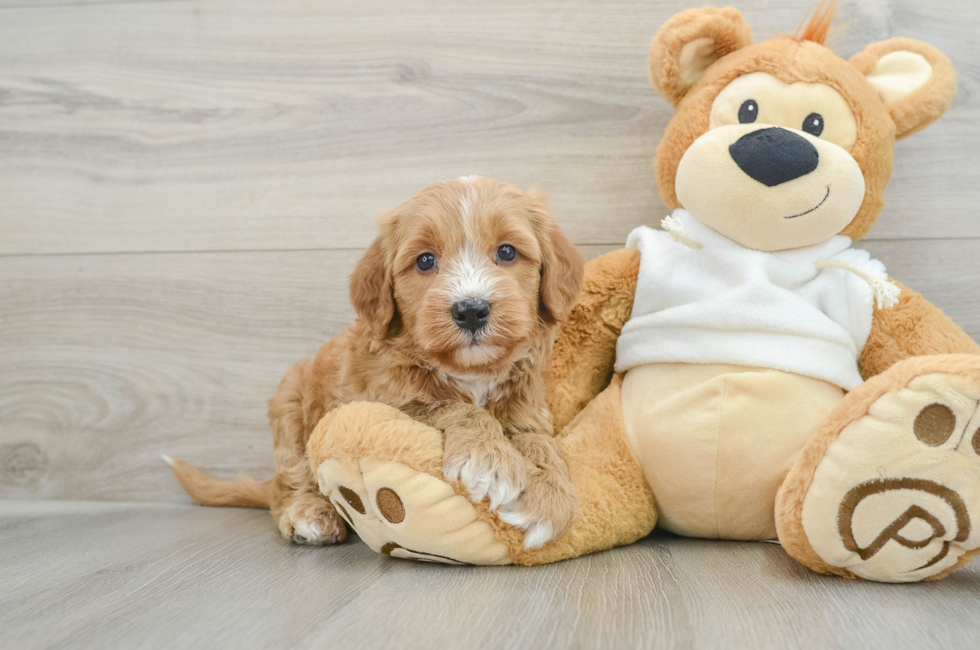 6 week old Mini Goldendoodle Puppy For Sale - Simply Southern Pups