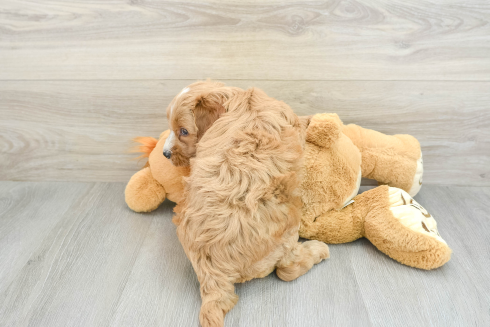 Fluffy Mini Goldendoodle Poodle Mix Pup