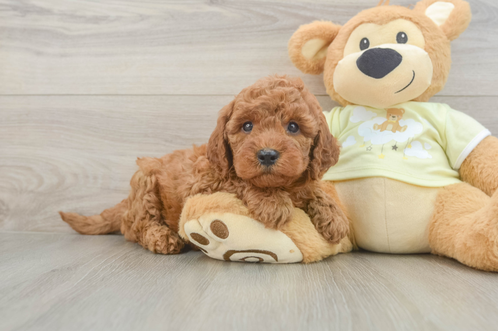 Fluffy Mini Goldendoodle Poodle Mix Pup
