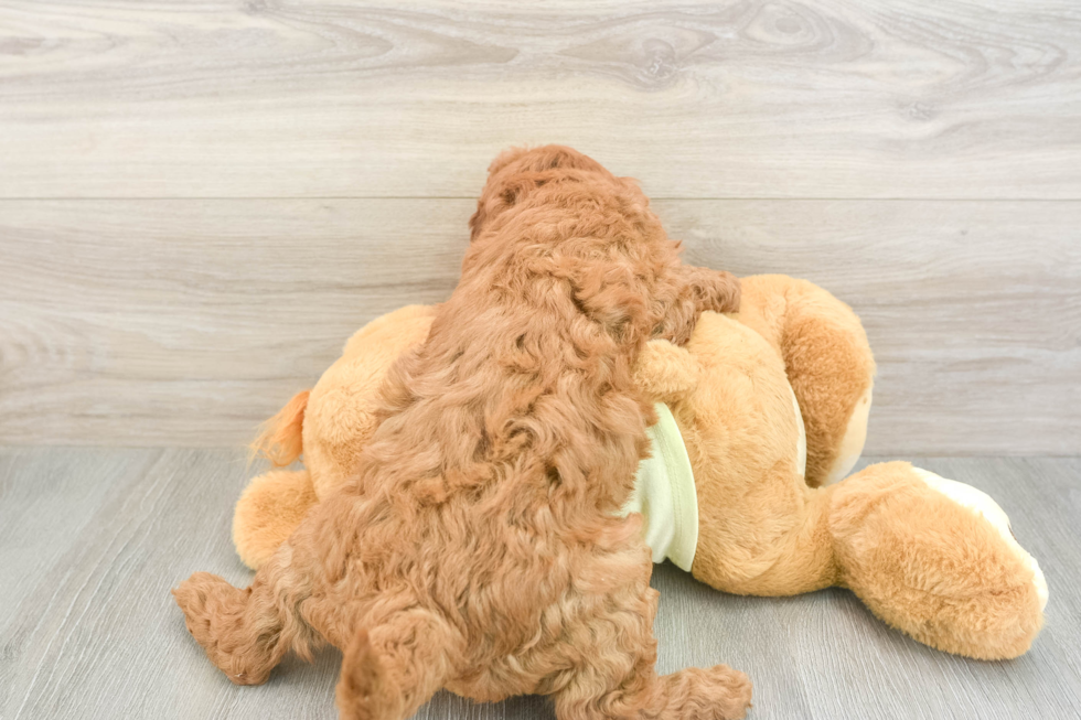 Best Mini Goldendoodle Baby