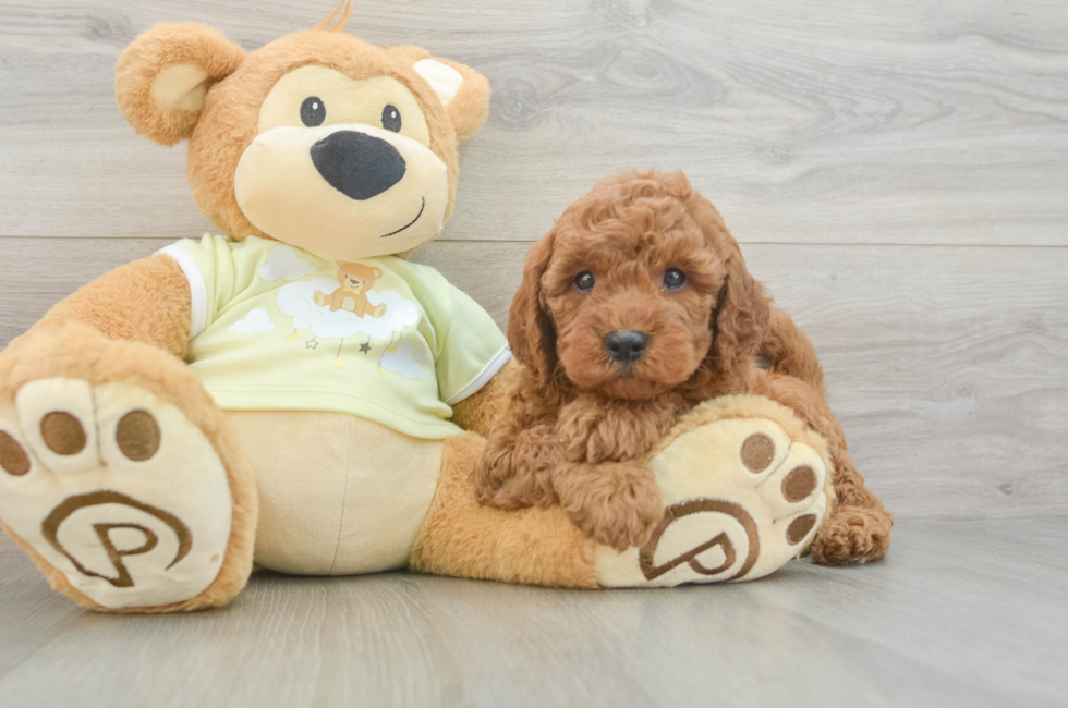 5 week old Mini Goldendoodle Puppy For Sale - Simply Southern Pups