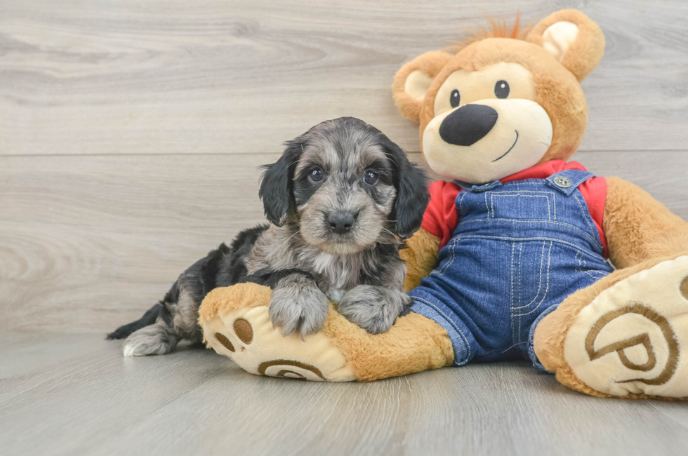 6 week old Mini Goldendoodle Puppy For Sale - Simply Southern Pups