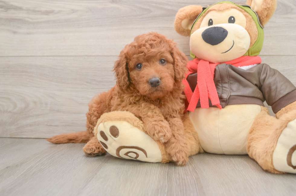 6 week old Mini Goldendoodle Puppy For Sale - Simply Southern Pups