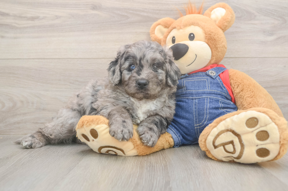 5 week old Mini Goldendoodle Puppy For Sale - Simply Southern Pups
