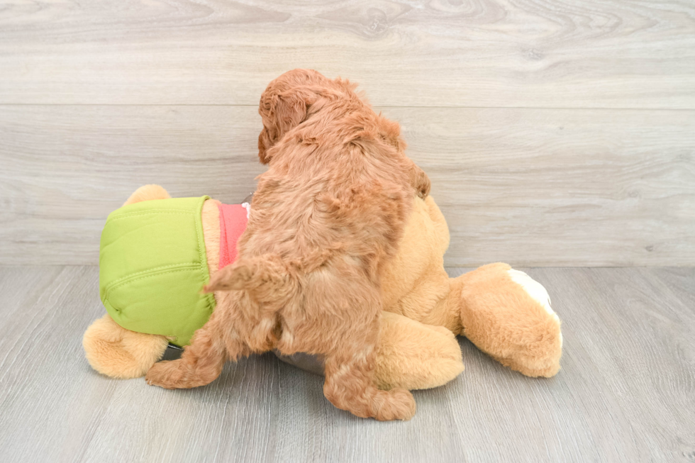 Best Mini Goldendoodle Baby