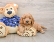 8 week old Mini Goldendoodle Puppy For Sale - Simply Southern Pups