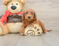 7 week old Mini Goldendoodle Puppy For Sale - Simply Southern Pups