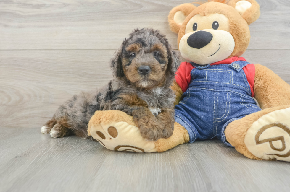 6 week old Mini Goldendoodle Puppy For Sale - Simply Southern Pups