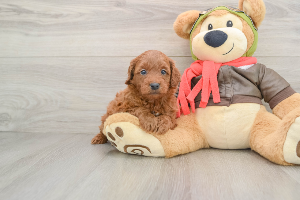 Happy Mini Goldendoodle Baby