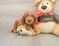 7 week old Mini Goldendoodle Puppy For Sale - Simply Southern Pups