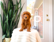 8 week old Mini Goldendoodle Puppy For Sale - Simply Southern Pups