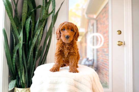 Cute Mini Goldenpoo Poodle Mix Puppy