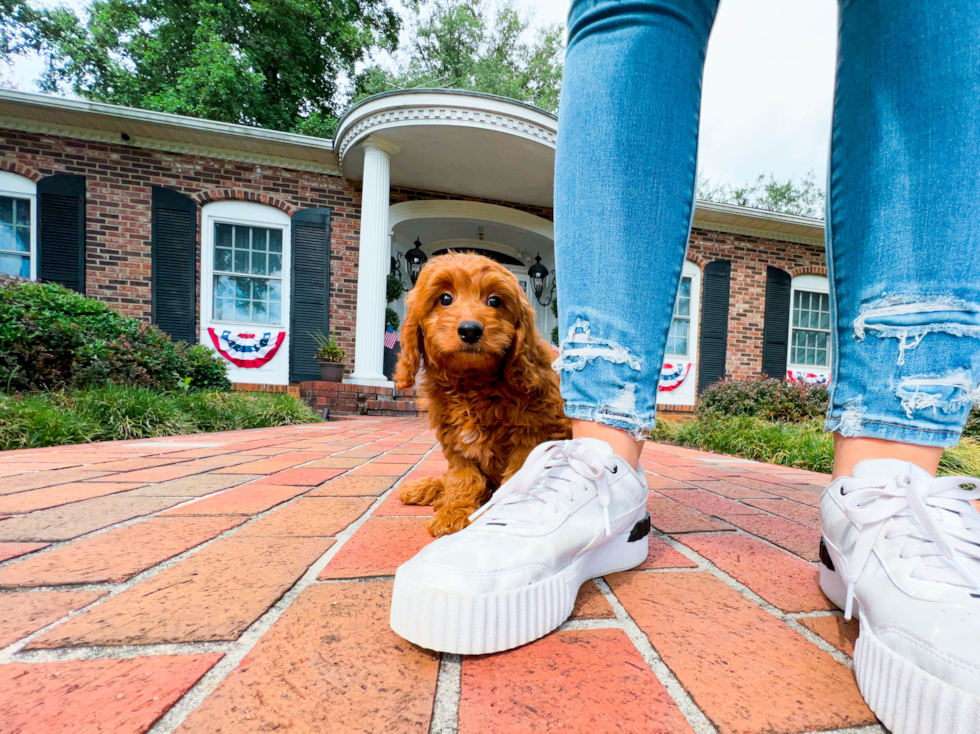 Cute Mini Goldendoodle Baby