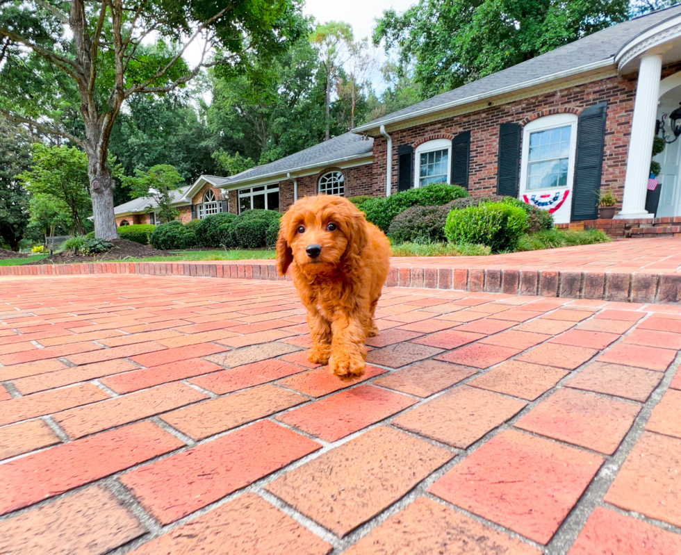 Mini Goldendoodle Puppy for Adoption