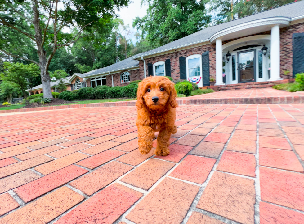 Mini Goldendoodle Puppy for Adoption