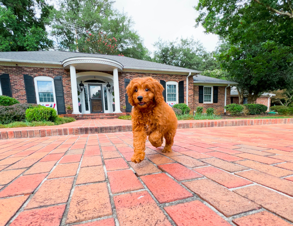 Mini Goldendoodle Puppy for Adoption