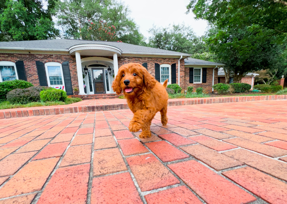 Cute Mini Goldendoodle Baby