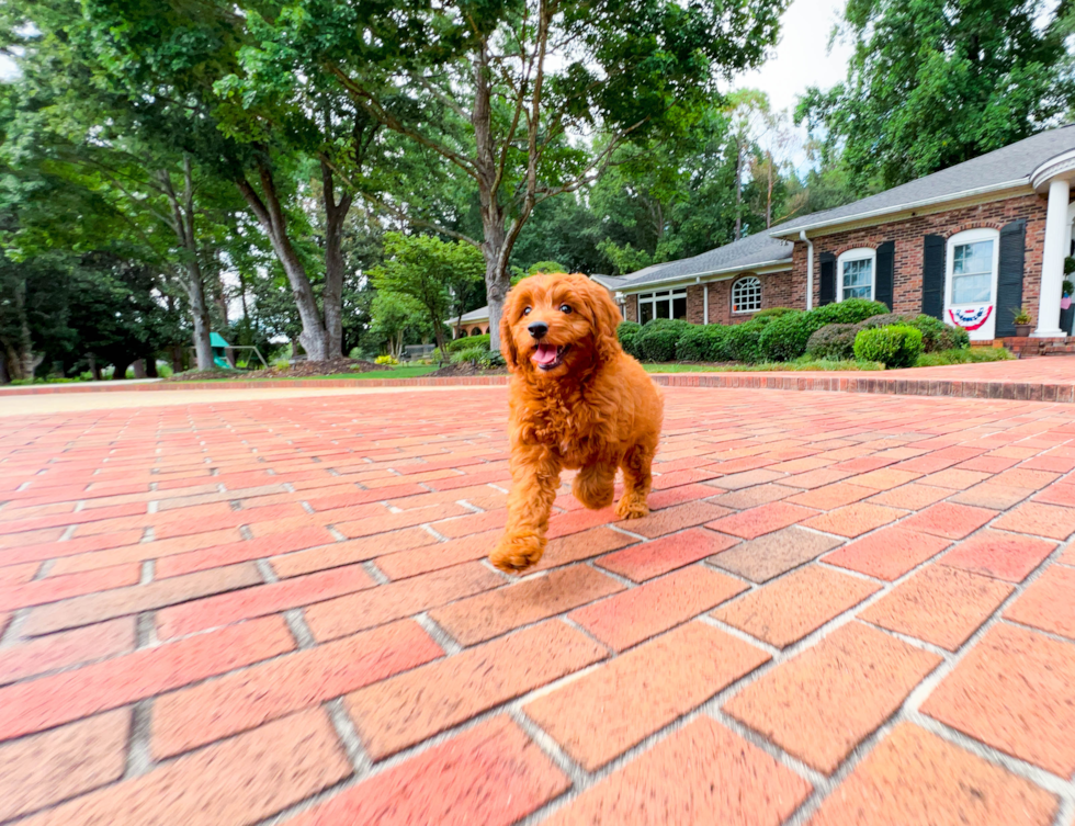 Best Mini Goldendoodle Baby