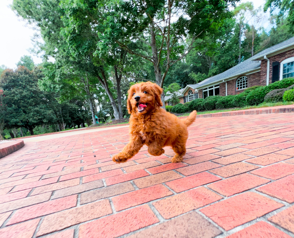 Cute Mini Goldendoodle Baby