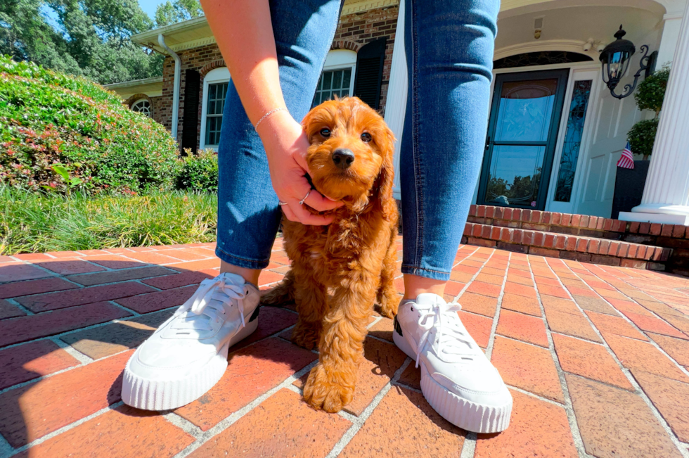 Cute Mini Goldendoodle Baby