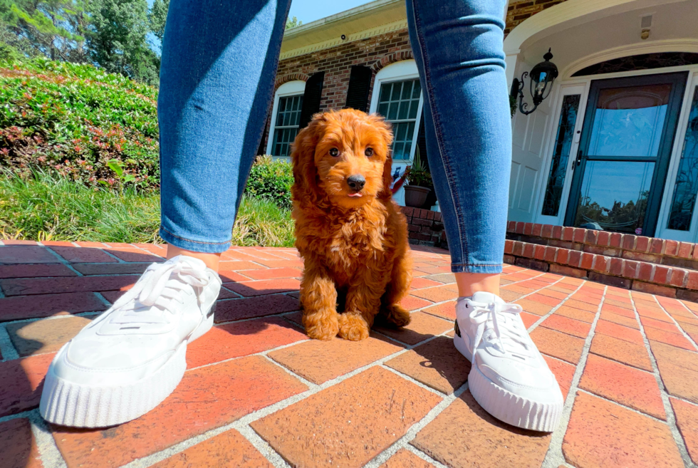 Mini Goldendoodle Pup Being Cute