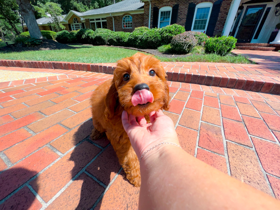 Cute Golden Retriever Poodle Mix Puppy