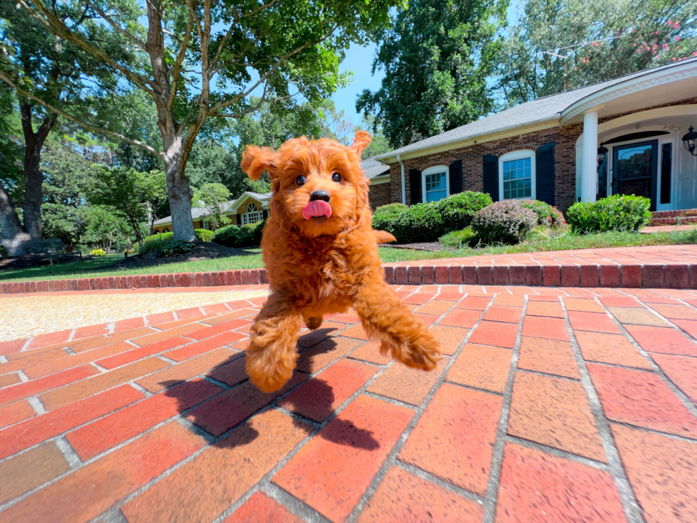 Mini Goldendoodle Pup Being Cute