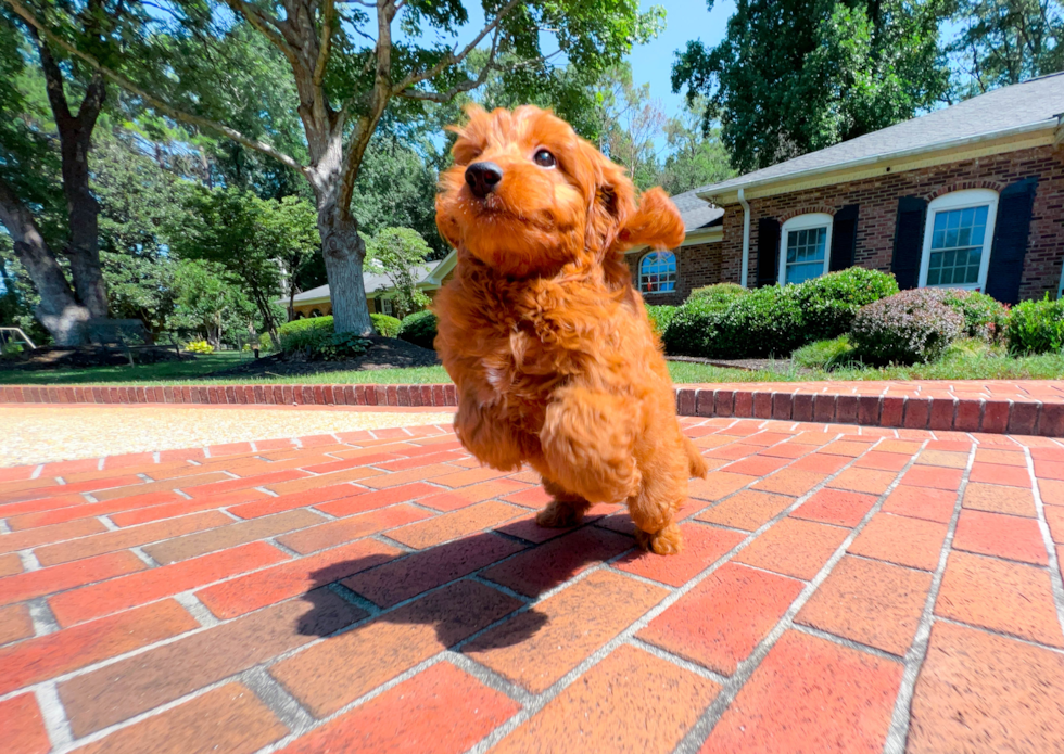 Best Mini Goldendoodle Baby