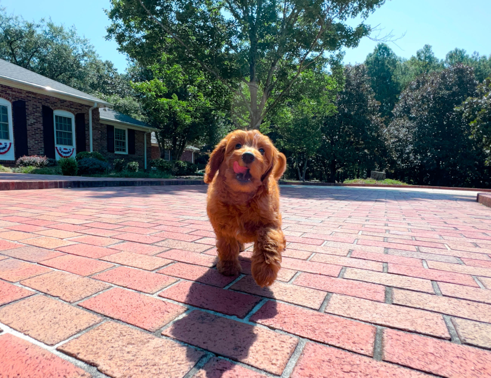 Mini Goldendoodle Puppy for Adoption