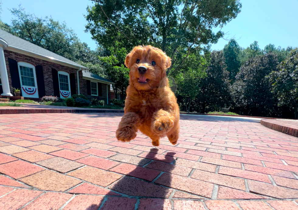 Cute Golden Retriever Poodle Mix Puppy