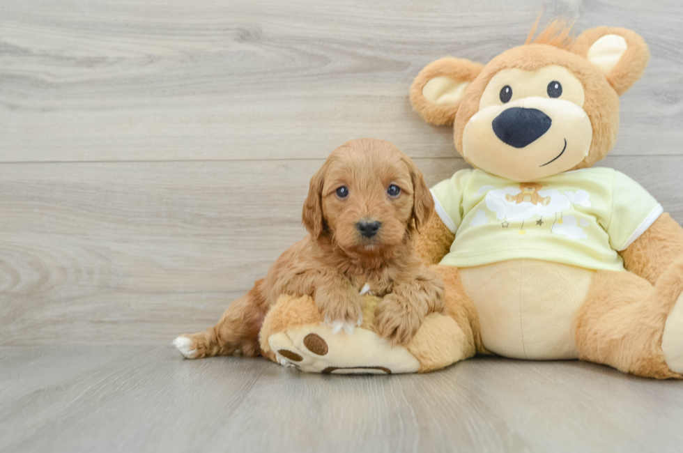 6 week old Mini Goldendoodle Puppy For Sale - Simply Southern Pups