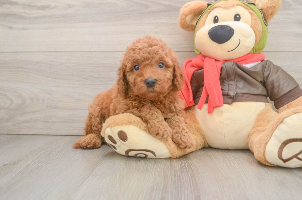 6 week old Mini Goldendoodle Puppy For Sale - Simply Southern Pups